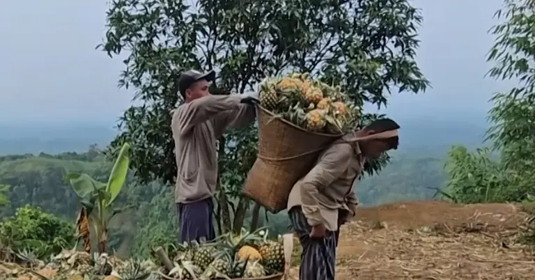আনারস সংগ্রহ করছেন চাষিরা
